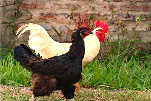 夢到了夢到與總經理做愛有什麼意義嗎_周公解夢官網