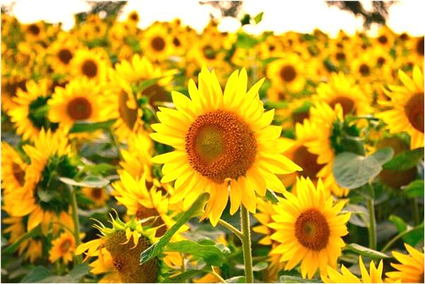 夢到了抱著一個小娃娃有什麼意思嗎_周公解夢官網