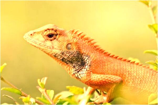 夢見掉泥潭有什麼寓意嗎？_周公解夢官網