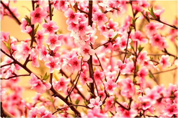 夢見帥哥沒穿上衣從後面抱著我是什麼啟示_周公解夢官網