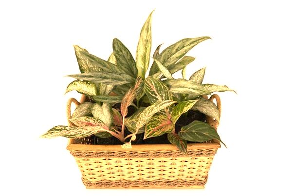 夢到了盆里一群蛇是好事還是壞事_周公解夢官網