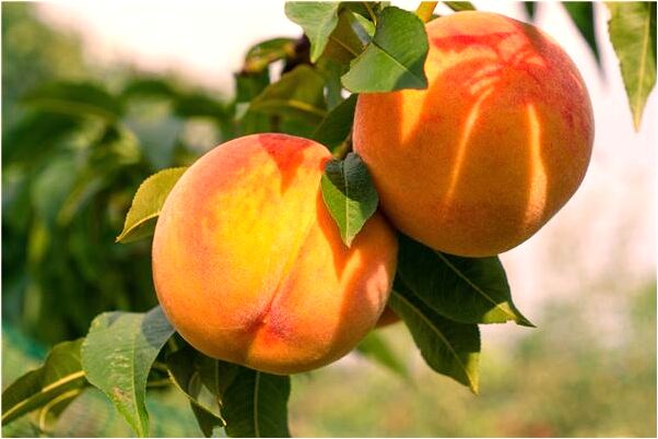 夢到陌生女人帶我回家代表什麼_周公解夢官網