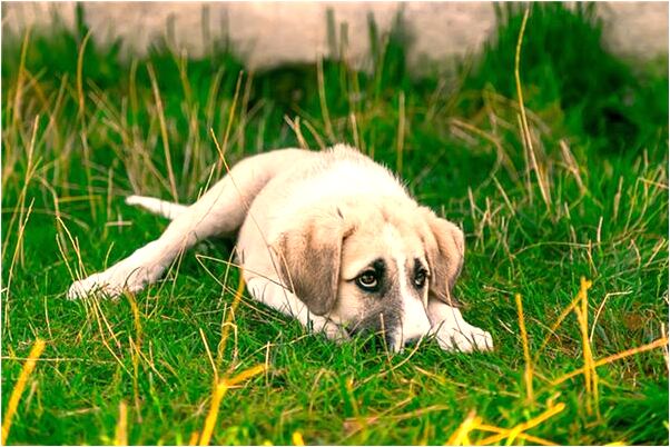 夢到自己光著身子在大街上走是不是好的徵兆呢_周公解夢官網