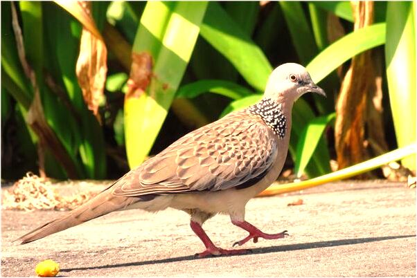 夢見金黃色的蟒蛇追我意味著什麼_周公解夢官網