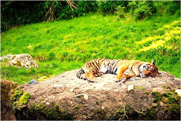 夢到自己出國了啥意思_周公解夢官網