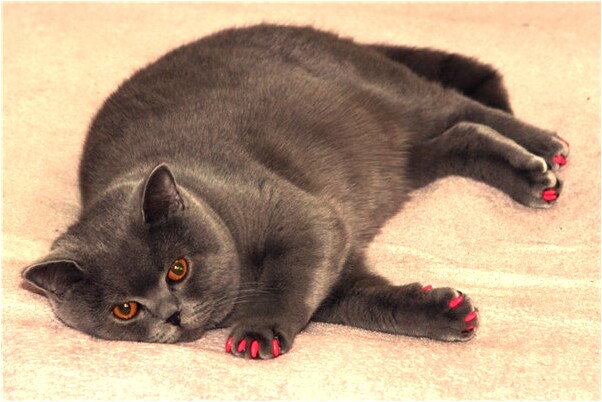 夢到今天早上吃喜灑意味著什麼_周公解夢官網