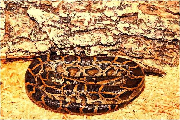 夢到了鬼寶寶是什麼啟示_周公解夢官網