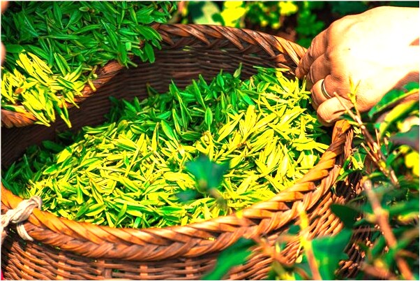 夢到下面大牙掉了還流血意味什麼_周公解夢官網