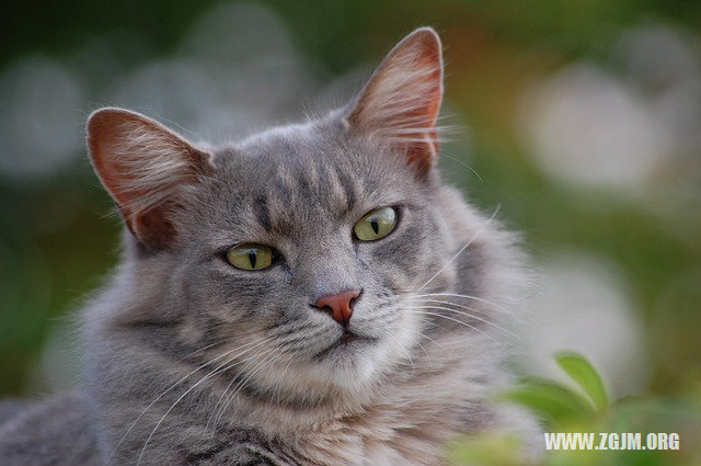 夢見買戒指_周公解夢夢到買戒指是什麼意思_做夢夢見買戒指好不好_周公解夢官網