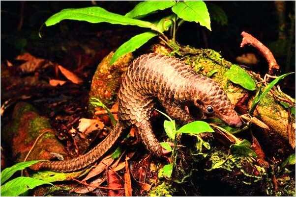 夢見很漂亮的花房啥意思_周公解夢官網