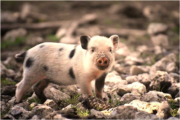 夢到帶著家當回家有什麼徵兆_周公解夢官網