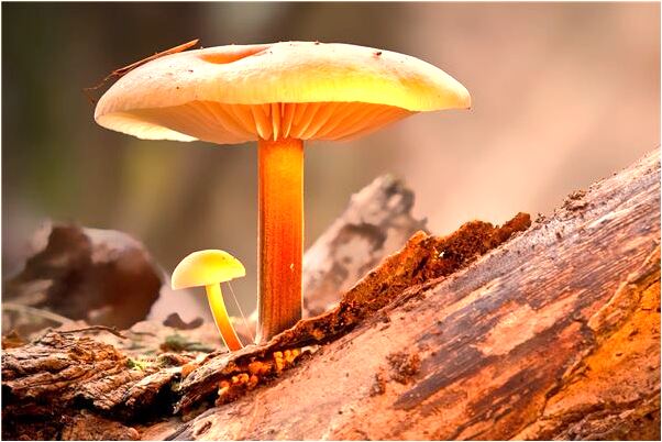 夢見紅紙包著六包紅雙喜煙是好事還是壞事_周公解夢官網