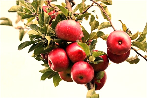 夢見將老鼠打死是不是好的徵兆呢_周公解夢官網