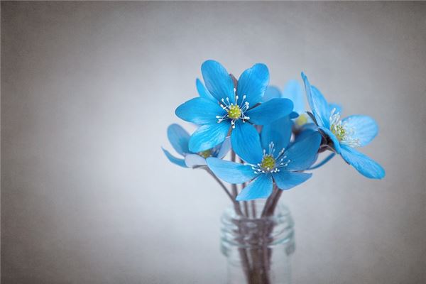 夢見養花_周公解夢