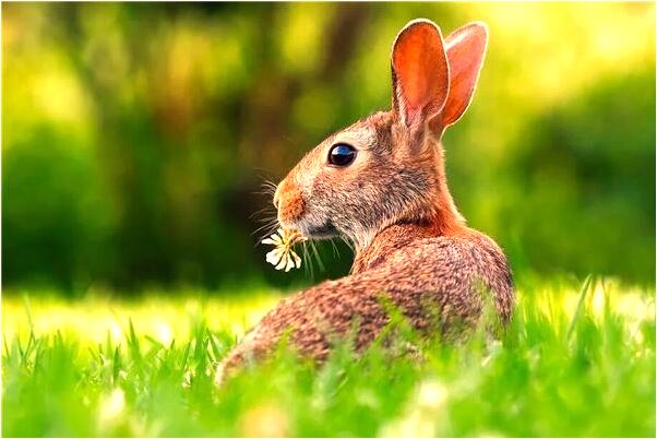 夢到了準爸爸看別人殺大蛇是什麼意思_周公解夢官網