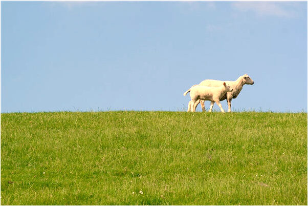 夢到寶寶被人殺預示什麼_周公解夢官網