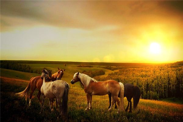 1978年屬什麼，命運如何？_十二生肖