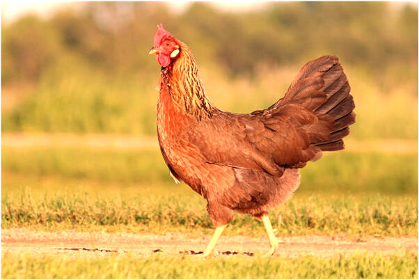 夢到女人腱意味什麼_周公解夢官網