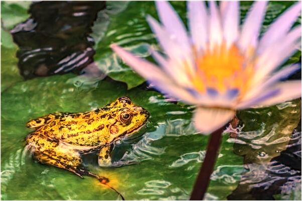 夢見心愛的機車丟了是凶兆還是吉兆_周公解夢官網