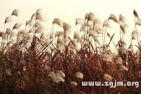 Dream of the reeds