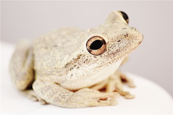 夢見癩蛤蟆咬人是啥意思_周公解夢