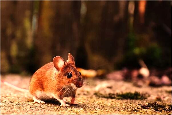 夢到了給去世的人吃東西預示著什麼_周公解夢官網