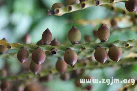 Dream of betel nut