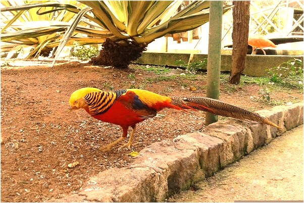 夢到親弟弟是怎么回事_周公解夢官網