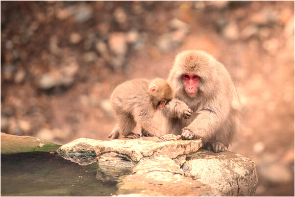 夢到被狗撞了是什麼意思？_周公解夢官網