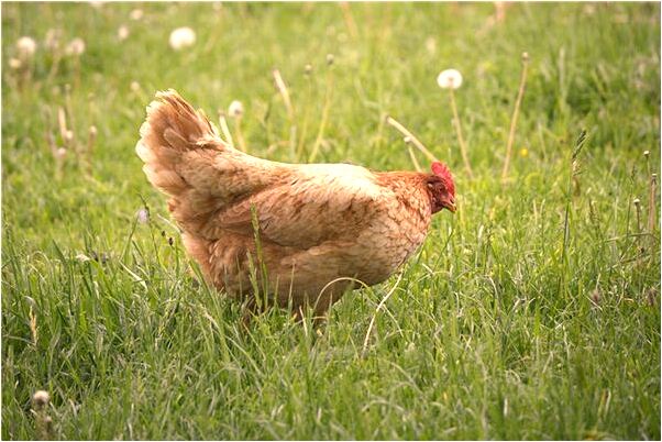 夢見花樣滑冰什麼預兆_周公解夢官網