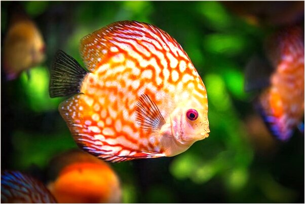 夢見我坐汽車到同安醫院會有什麼預兆_周公解夢官網