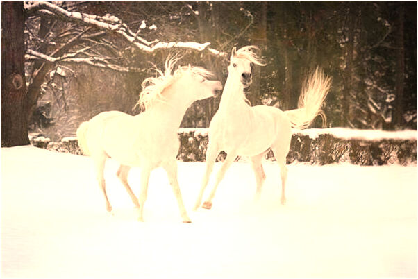 夢見兔子和蛇打架會怎么樣_周公解夢官網