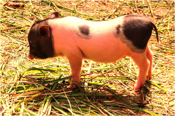 夢到了夢見有男人要強姦我有什麼預示嗎_周公解夢官網