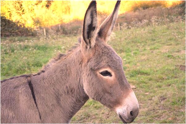 夢到房子重建是好事還是壞事_周公解夢官網