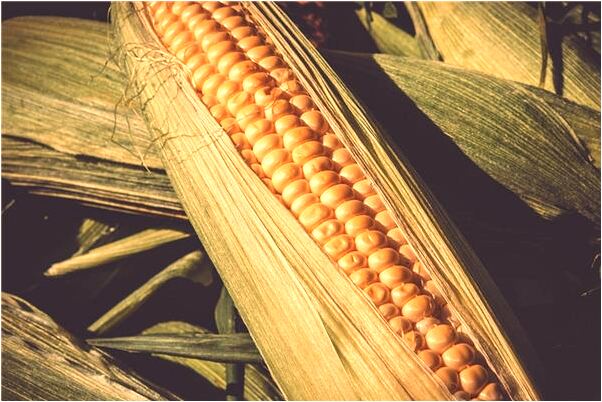 夢見出生的小孩不哭是什麼預兆_周公解夢官網