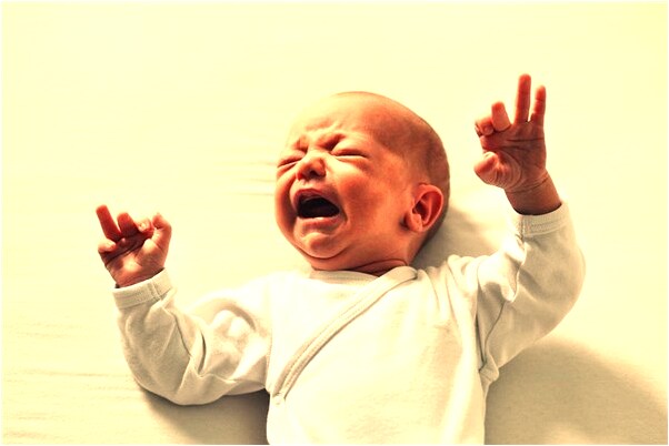 夢到了懷裡抱兩隻貓有什麼預兆_周公解夢官網