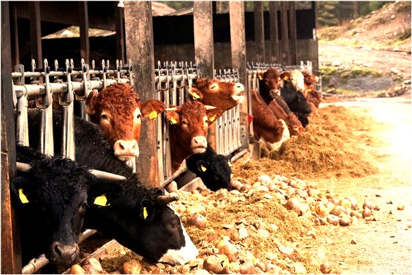 夢到了跟女朋友親熱被拒絕是什麼意思_周公解夢官網