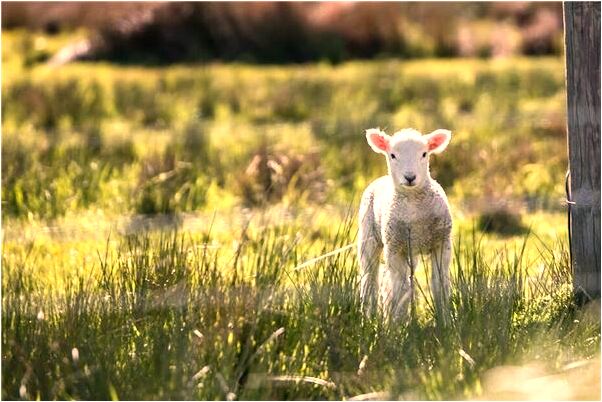 夢到自己在烤魚有何寓意_周公解夢官網
