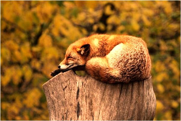 夢見和兩頭豬說話代表什麼_周公解夢官網