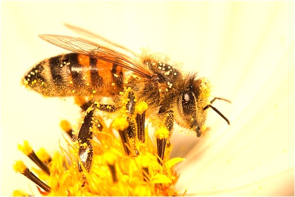 夢到石頭砸房子是啥意思_周公解夢官網