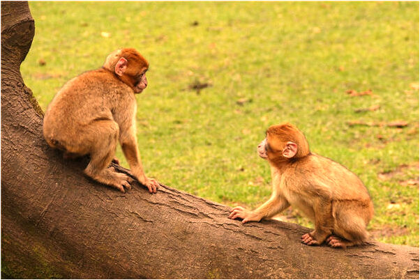夢到死人去買藥什麼預兆_周公解夢官網