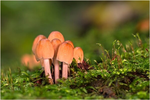 夢見朋友男友是演員書店有什麼說法_周公解夢官網