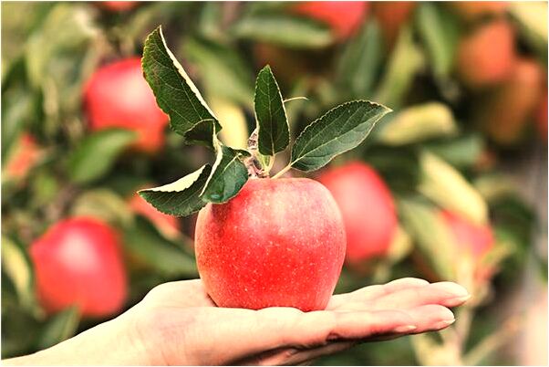 夢到了和死去的老公買西瓜是怎么回事_周公解夢官網