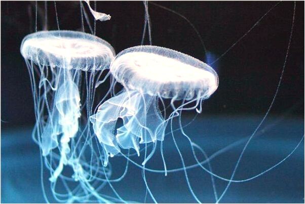 夢見捉住超大青蛙怎么回事_周公解夢官網