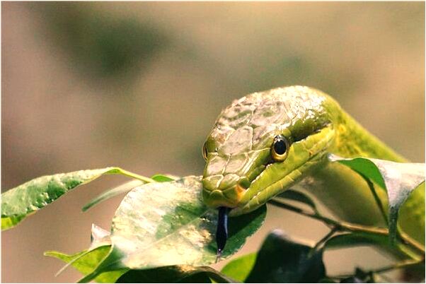 夢到了帶女兒趕到最後一班車有什麼說法_周公解夢官網