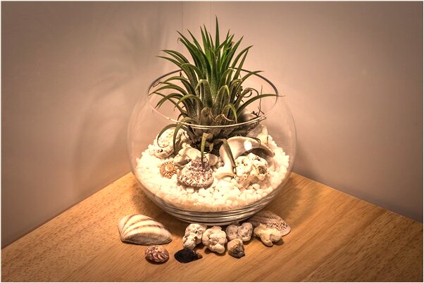 夢見撿得很多核桃還得吃預兆了什麼嗎_周公解夢官網