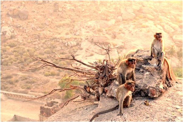 夢到流星與我喜歡的人是凶兆還是吉兆_周公解夢官網