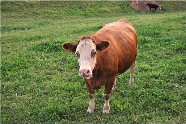 夢見被小孩子追意味著什麼_周公解夢官網