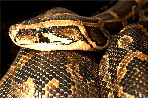 夢到很多蛇很多魚是什麼意思？_周公解夢官網