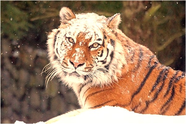 夢到了老婆小便是凶兆還是吉兆_周公解夢官網